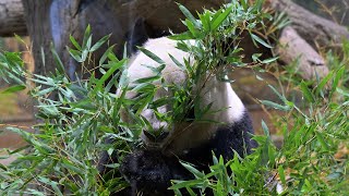 2025.08.13 今日のパンダ（3922日目）[8K] - YouTube