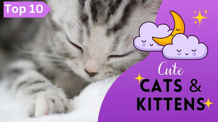 Watch the video about Cute Cats and Kittens | Top 10 Cute Cat Breeds in the World