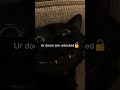 should've locked ur doors 🥀 #memes #cats #funny