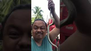 Scary Python snake in our garden handling it with a surprise attack Wealth