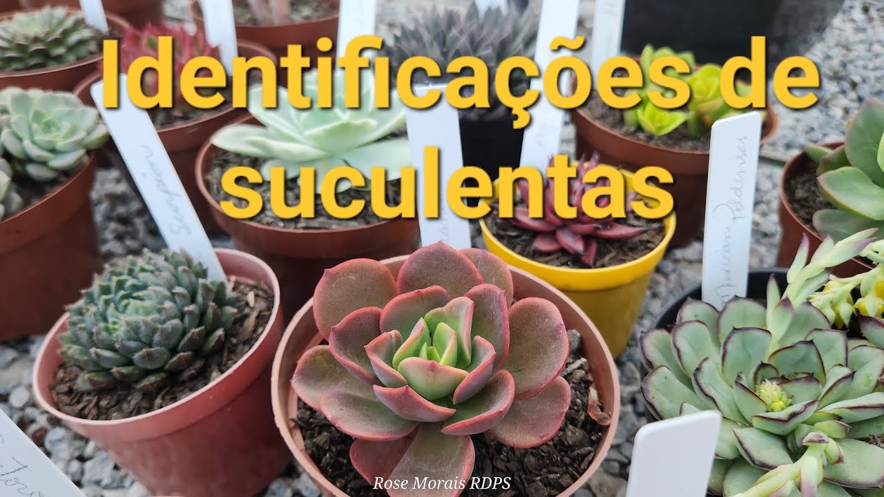 IDENTIFICAÇÕES DE SUCULENTAS,  mais de 30 espécies, dicas de cultivo,   #echeverias #sedeverias