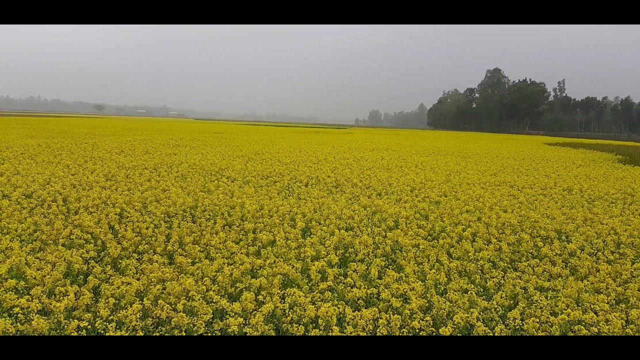 Beautiful Sherpur, Nakla Union 🌿🌼