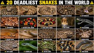 World’s Deadliest Snakes Explained in 5 Minutes 🐍