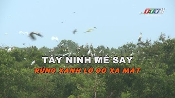 Rừng xanh Lò Gò Xa Mát | TÂY NINH MÊ SAY | TayNinhTV
