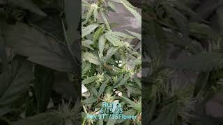 Runtz Auto DWC Day91T/35 Flower