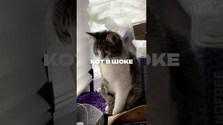 Кот в шоке. Артикул на пасту WB #234577722 Ozon #1664064287