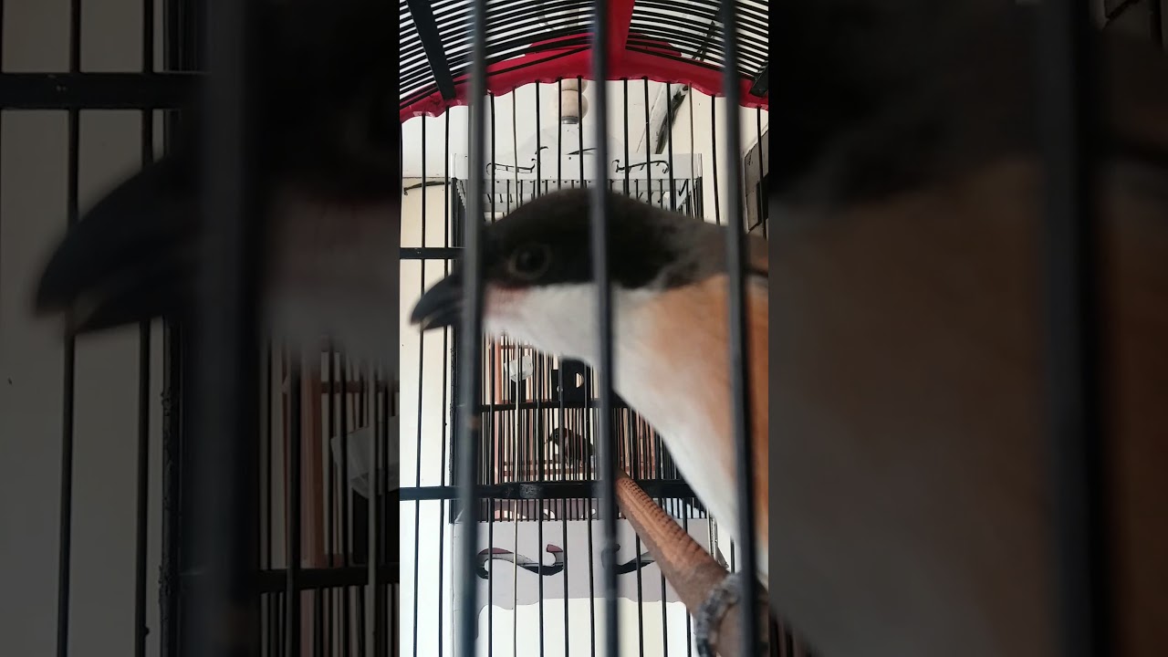 Burung cendet ganteng 