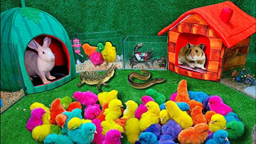 Bắt Cá Cảnh Dễ Thương, Cá Koi, Cá Rồng, Bọ Ú, Rùa Bảy Màu, Kì Nhông, Gà Cầu Vồng