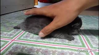 Penampakan jelas anak kucing hutan silang persia (f1)