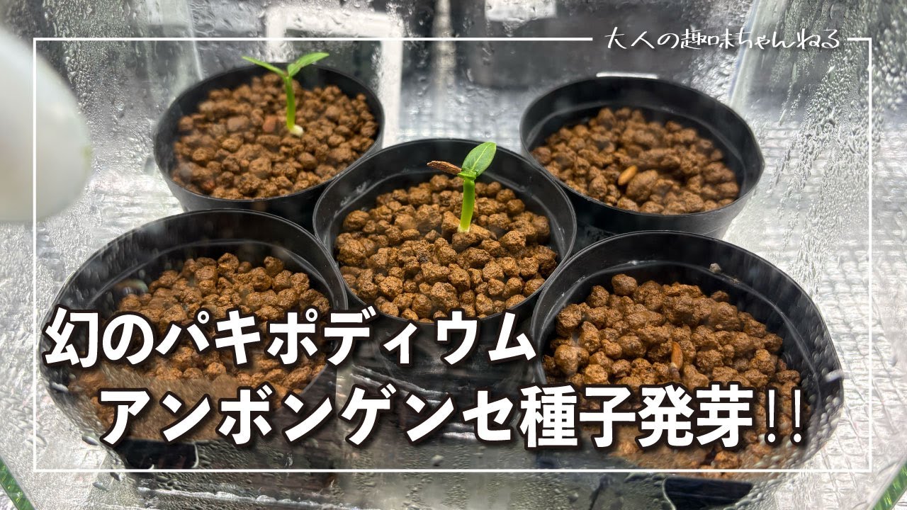 塊根植物】アンボンゲンセ種子発芽しました！ - YouTube