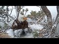 Big Bear Eagles ** SUPER DAD SHADOW** Protects Cookie & Simba From Snow Storm 5.22.19