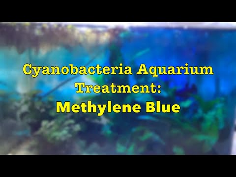 Video: Je, methylene bluu inadhuru?
