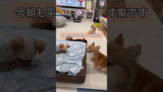 「多頭飼いの朝ごはん後」　#チワワ #アテレコ #犬のいる生活