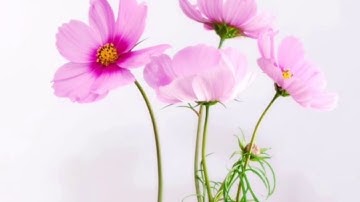 سوره المنافقون صوت جميل جدا