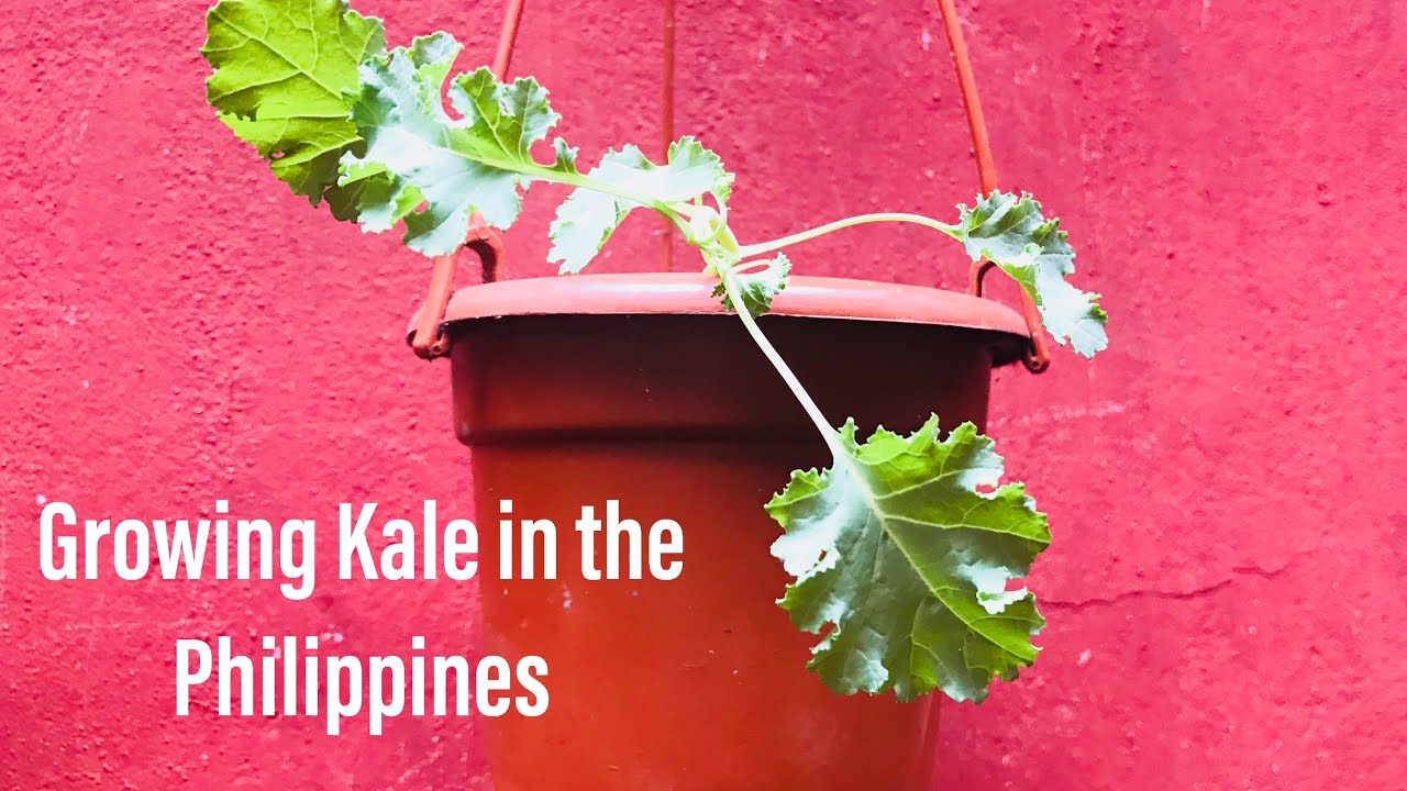 Growing Kale in the Philippines + Mini Garden Tour YouTube