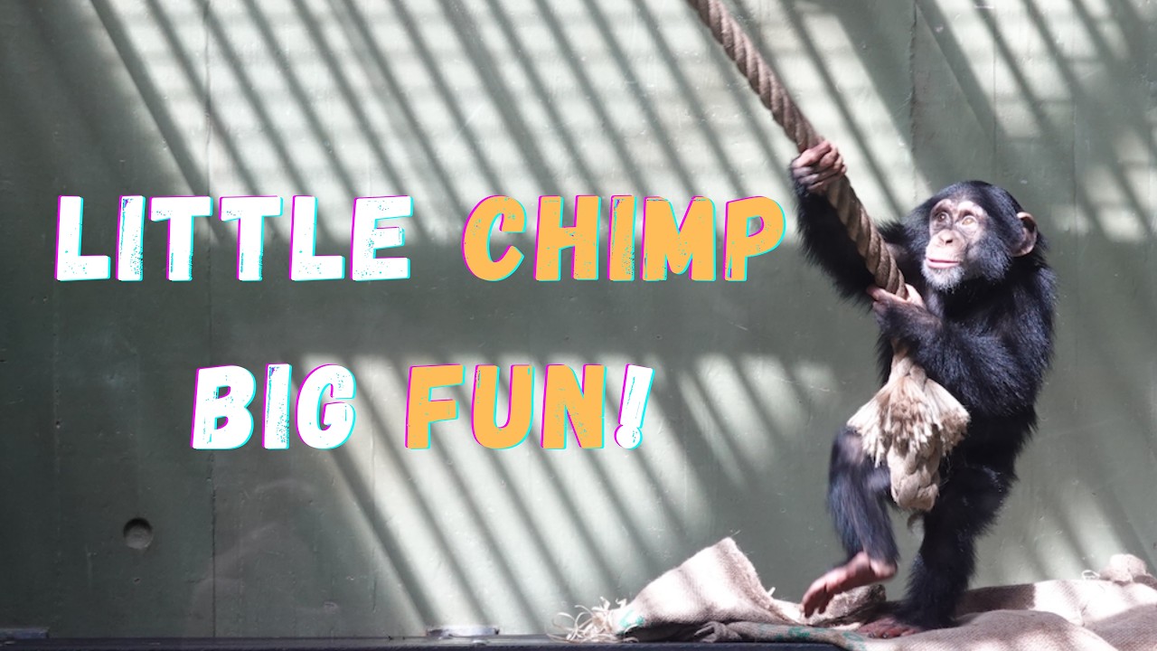 Sweet & Funny Chimpanzee Kiddo Sangbe - YouTube