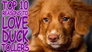 Top 10 Reasons to LOVE your Nova Scotia Duck Tolling Retriever | Growing Up Qweens