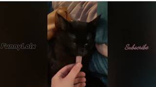 Angry Cats- Super Pets Reaction Videos| MEOW | FunnyLolx