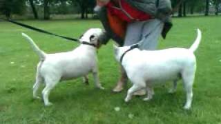 2 Bull Terriers Big Day Out.