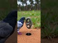 DIY PIGEON TRAP USING HOLE Easy steps to catch pigeons #shorts #birdcontrol #diyproject