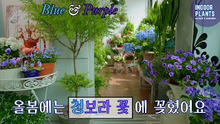 [4K] Decorate your indoor garden with blue and purple flowers
