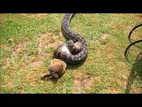 Leopard vs Python: Leopard kills python - YouTube