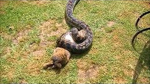 Leopard vs Python: Leopard kills python
