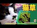 【猫草】ペティオ猫の元気草を育ててみたらはちわれ猫達大騒ぎWhen I try to grow cat grass, the cats make a fuss