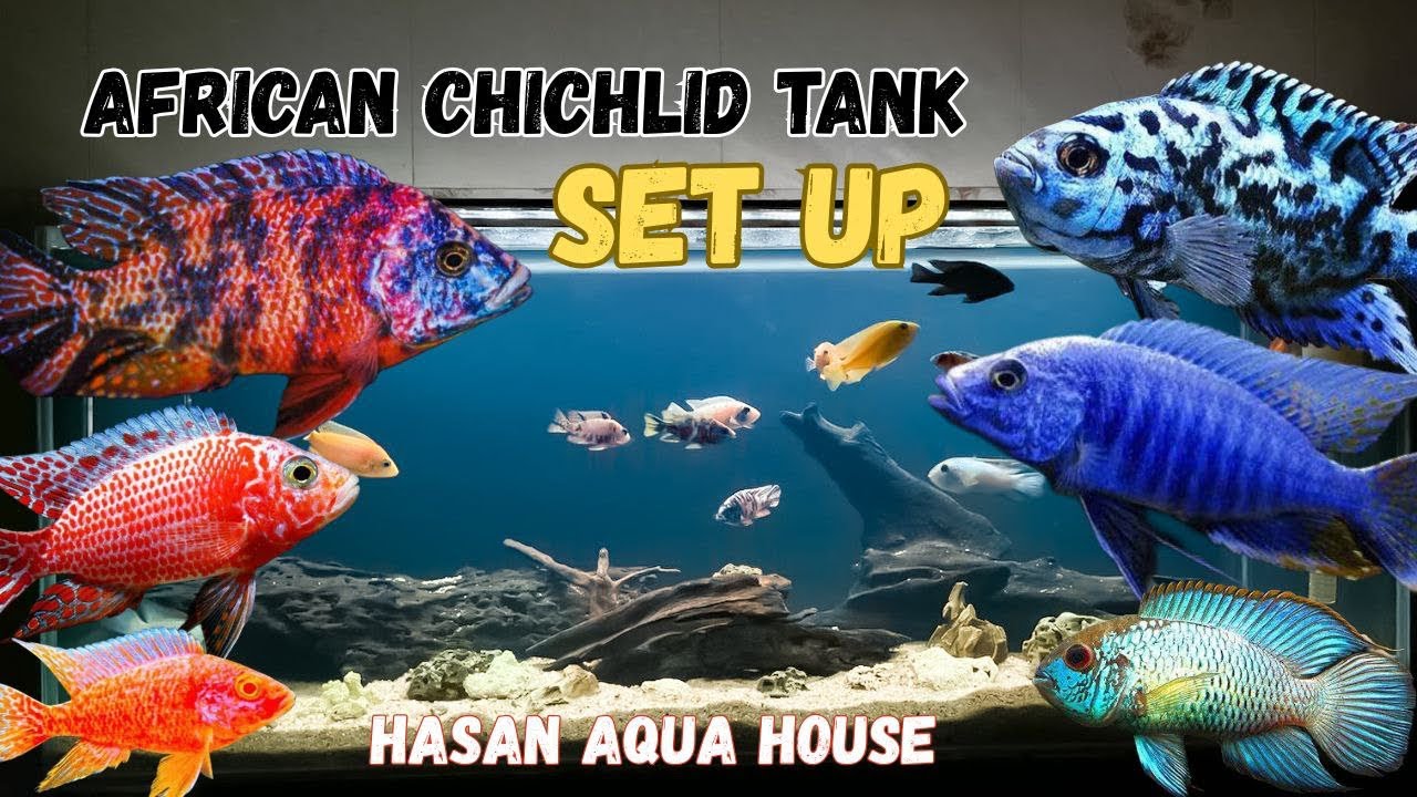 (Cichlid tank setup A To Z )  সিকলিড ট্যাংক সেটাপ