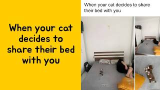 50 Funny And Cute Cat Memes Every Cat Lover Needs To See