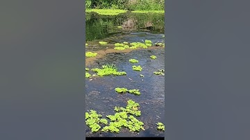 Câu cá lóc hugo U minh thượng sh