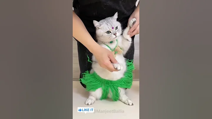 Video 11881081: cat funnycats cartoon cute, cat dance funnycats, cat funny dance cartoon