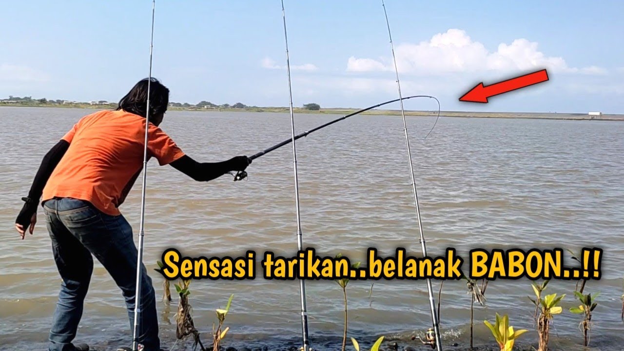 Tetangga panas!! Strike bertubi