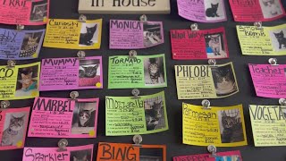 A shelter is not a home LCHS shares decision to potential closure