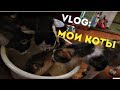 VLOG : МОИ КОТЫ !!!