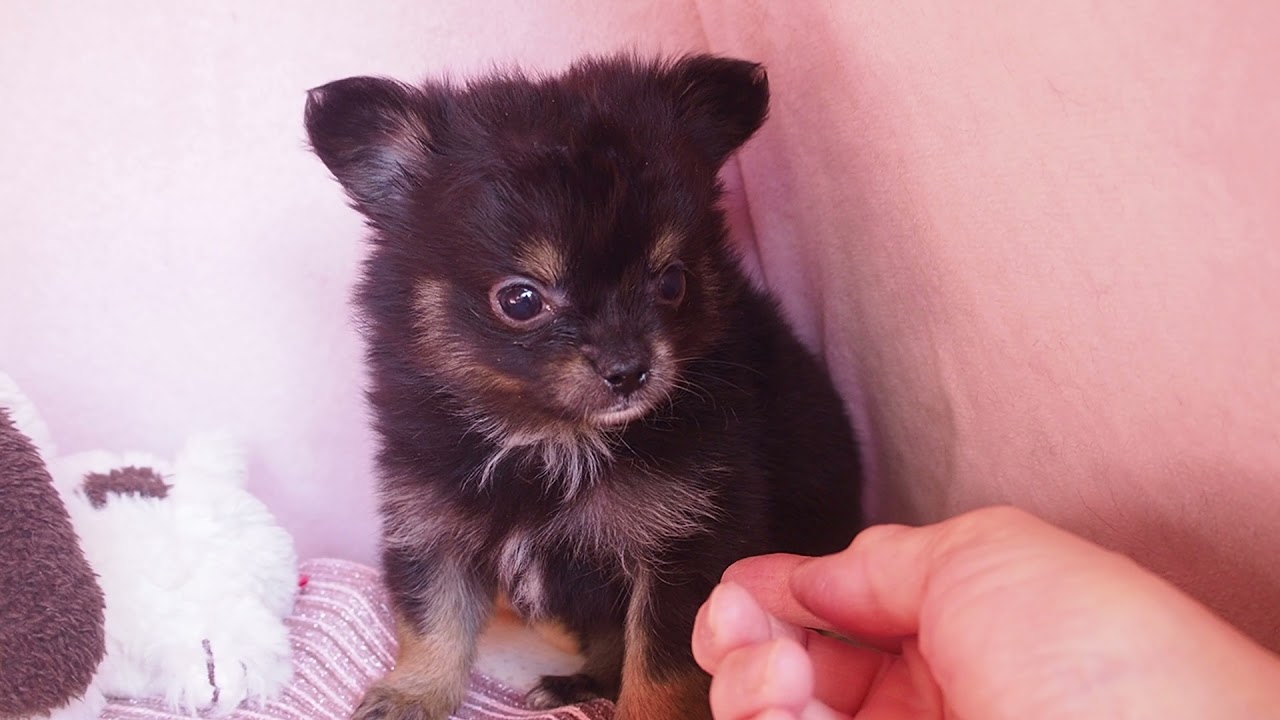 ポメチワの男の子 ２０２２ ０１ ０７撮影 Youtube