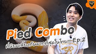 Imported Pied Ball Pythons, a popular combo most favored by Thai people: Reality Ball Python [E...