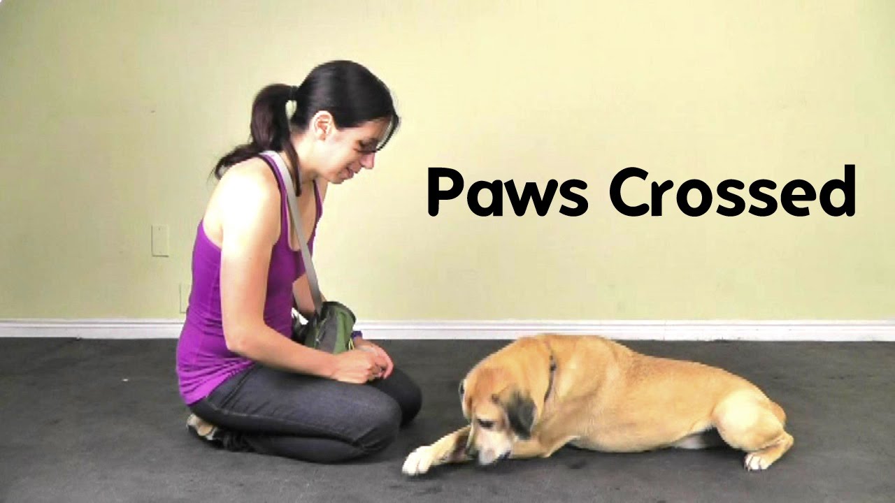 what does it mean when a dog crosses her paws