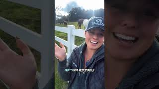 We have 3 choices!!! Who should be Ginger’s 2026 baby daddy!! #aqhastallion #breedingseason #redroan