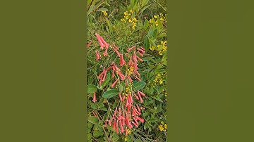 In the garden of Eden