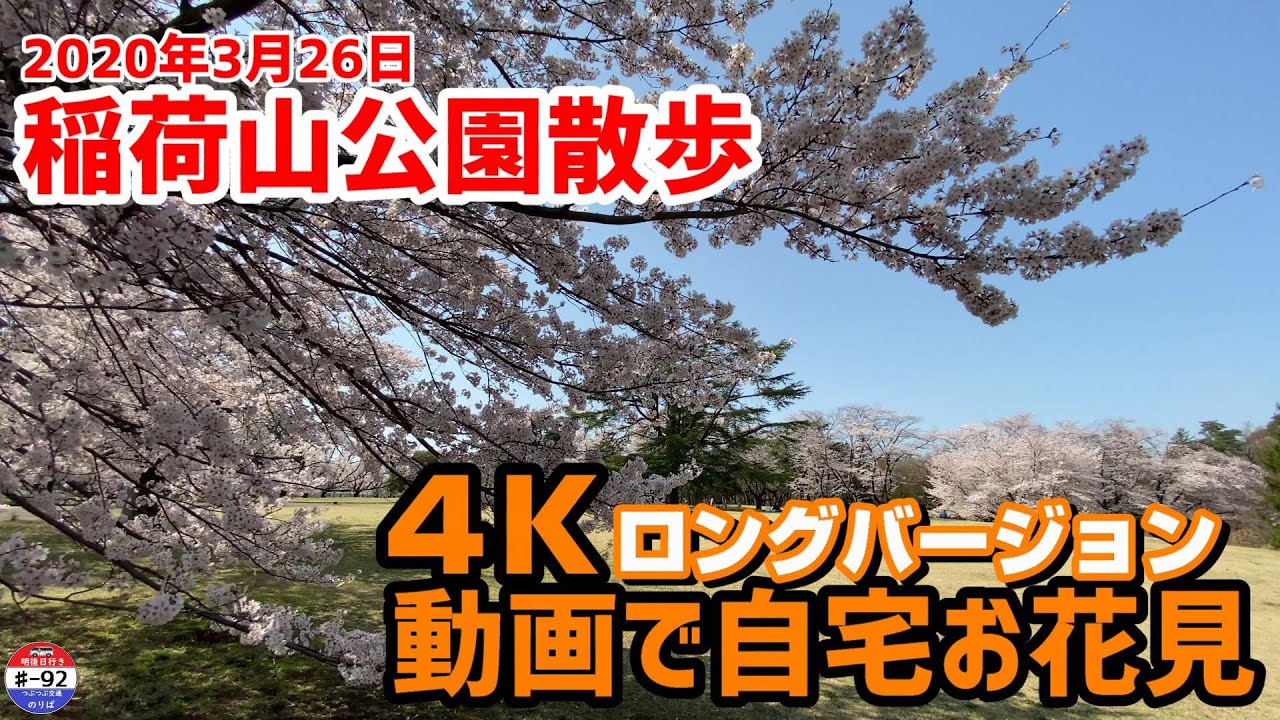 ４k動画お花見 満開の桜と青空 ロングバージョン ー 3 26 埼玉県営狭山稲荷山公園ーsakura Cherry Tree In Full Bloom Youtube