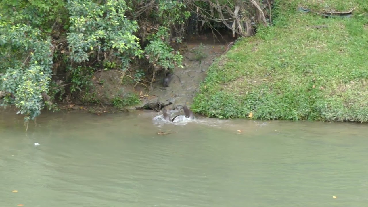 Watching A Family of Smooth-coated Otters水獭 In Singapore _ Sungei Ulu Pandan _ 07 July 2025