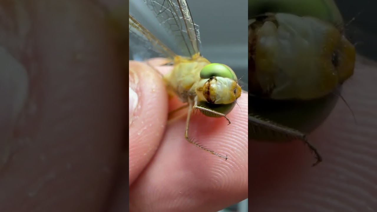 Macro Len Natural Video Perfect Clear 4