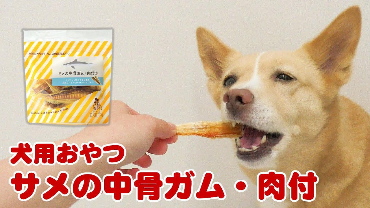 犬用おやつ 無添加獲れたて サメの中骨ガム 肉付40g ドックフードの通販 帝塚山ハウンドカム