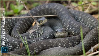 видео: Макрофотография или как я повстречал змей картинка: Макрофотография или как я повстречал змей