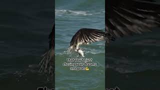 eagles' eye