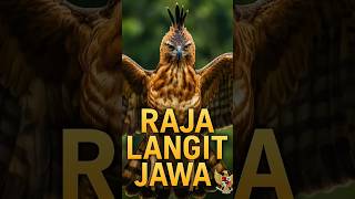 RAJA LANGIT JAWA #elang #elangjawa #eagle #indonesia #garuda