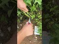 #DeliciousSweetPotatoLeaves, #RuralFood #satisfying #creativesurvival #food #farming #gardening
