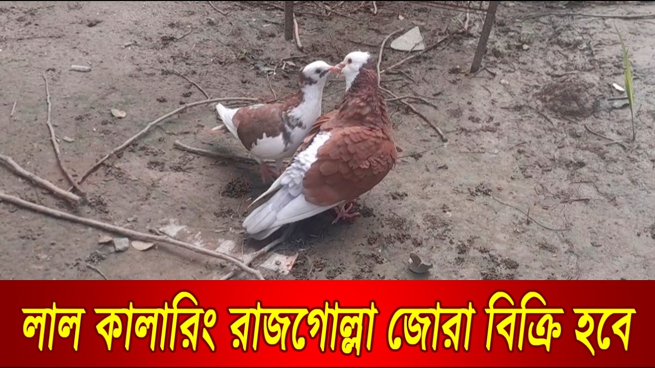 Red Coloring Rajgolla Pair