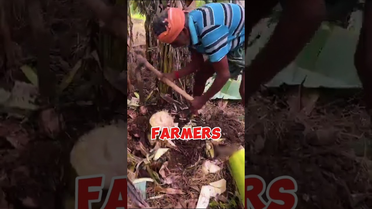 Amazing! How Bangladeshi Farmers Turn Banana Roots into Herbal Medicine! 🍌🌿🇧🇩